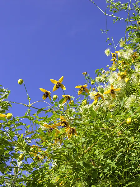 462033 - Clematis (Clematis)