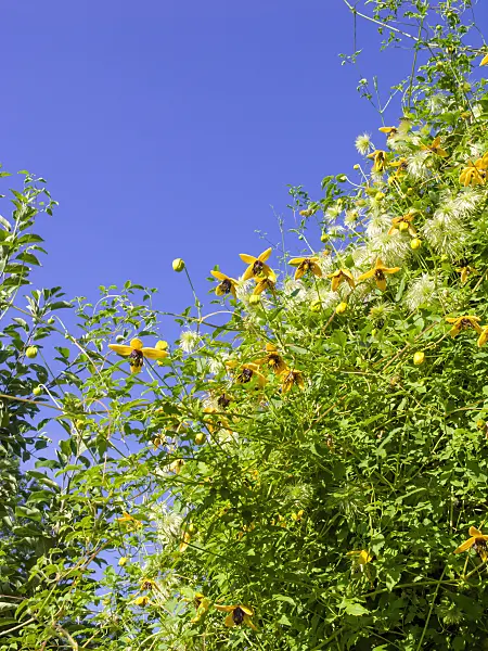 462034 - Clematis (Clematis)