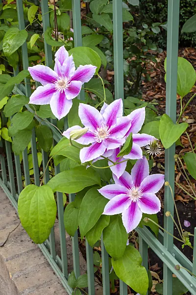 464096 - Clematis (Clematis)