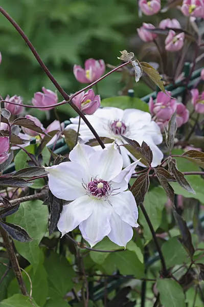 472019 - Clematis (Clematis)