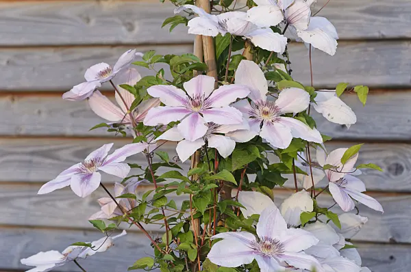 472355 - Clematis (Clematis)