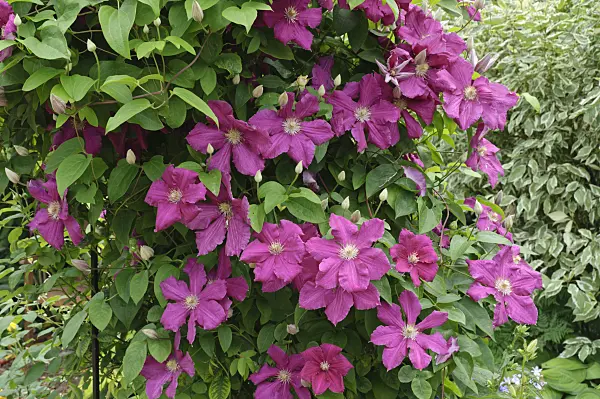 474093 - Clematis (Clematis)