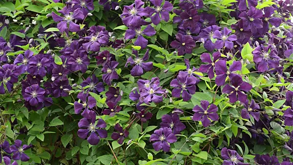 497236 - Clematis (Clematis)