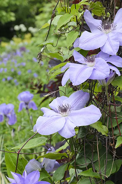 508123 - Clematis (Clematis)