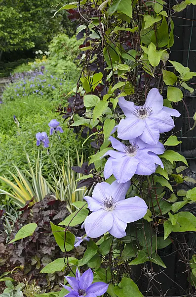 508124 - Clematis (Clematis)