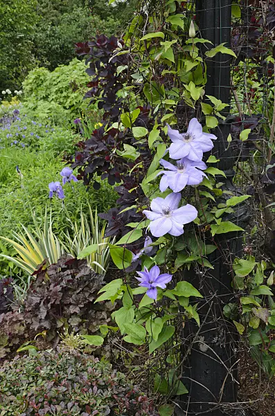 508125 - Clematis (Clematis)