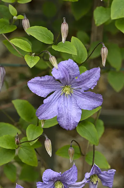 521354 - Clematis (Clematis)