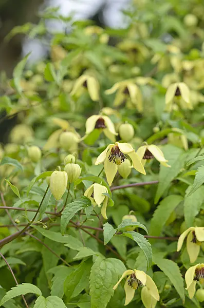 536066 - Clematis (Clematis)