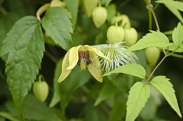 536067 - Clematis (Clematis)
