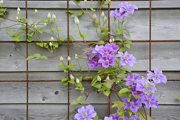 536190 - Clematis (Clematis)