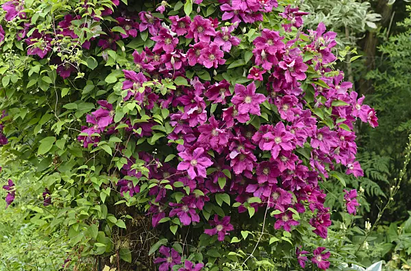 545134 - Clematis (Clematis)