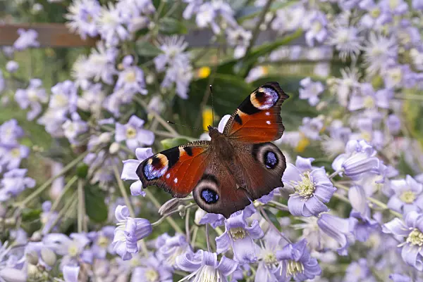 573085 - Clematis (Clematis) and peacock butterfly (Inachis io)