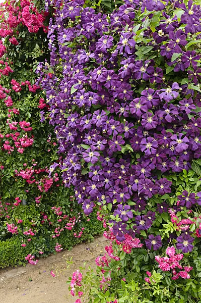486055 - Clematis (Clematis) and rose (Rosa)