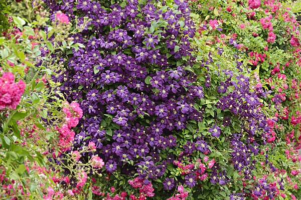 486056 - Clematis (Clematis) and rose (Rosa)