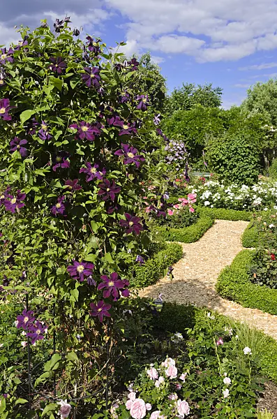 534051 - Clematis (Clematis) and roses (Rosa) in a rose garden