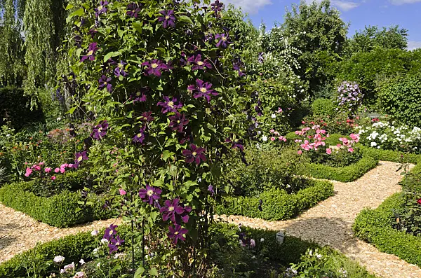 534052 - Clematis (Clematis) and roses (Rosa) in a rose garden
