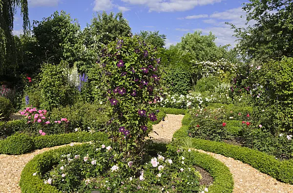 534053 - Clematis (Clematis) and roses (Rosa) in a rose garden