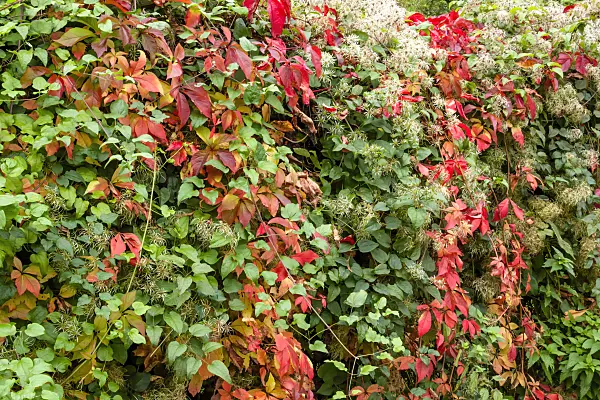 453058 - Clematis (Clematis) and Virginia creeper (Parthenocissus quinquefolia)