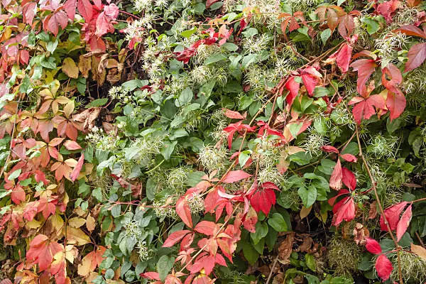 453059 - Clematis (Clematis) and Virginia creeper (Parthenocissus quinquefolia)
