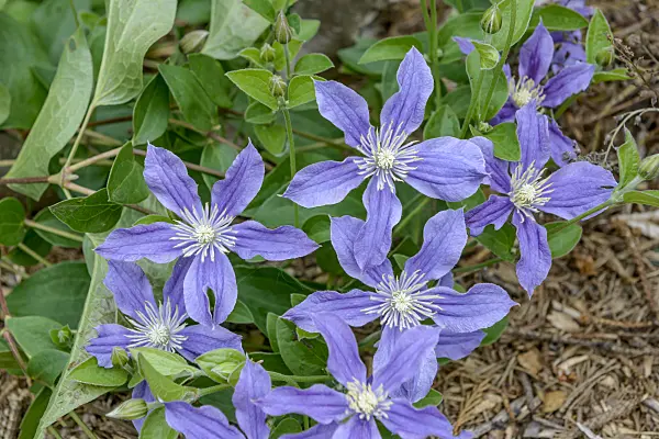 558076 - Clematis (Clematis Arabella)