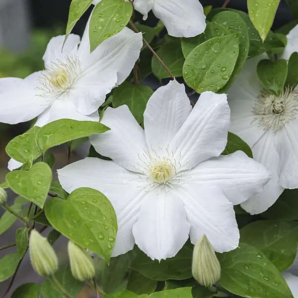 535391 - Clematis (Clematis Asagasumi)