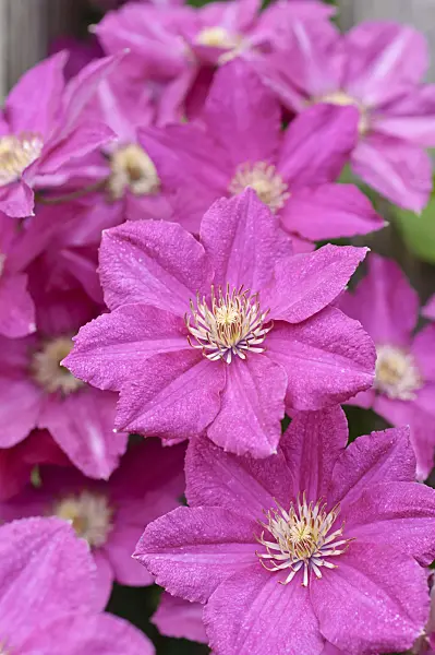 486200 - Clematis (Clematis Asao)