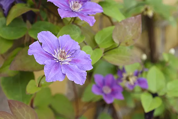 473256 - Clematis (Clematis Ashva)