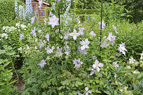 486013 - Clematis (Clematis Blue Angel syn. Clematis Blekitny Aniol)