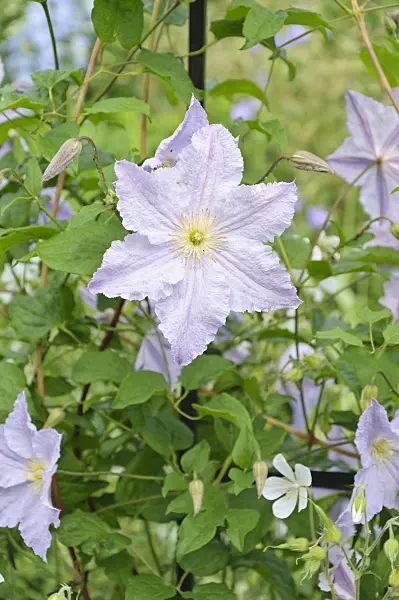 486014 - Clematis (Clematis Blue Angel syn. Clematis Blekitny Aniol)