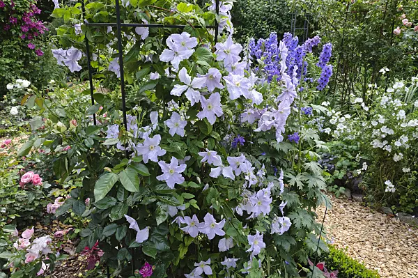 474102 - Clematis (Clematis Blue Angel syn. Clematis Blekitny Aniol) and larkspur (Delphinium)