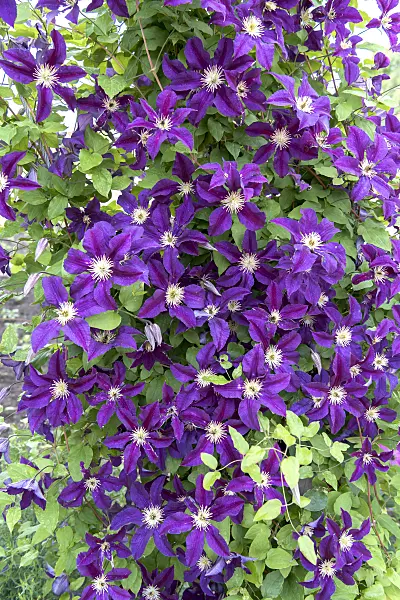 638047 - Clematis (Clematis Blue Belle)