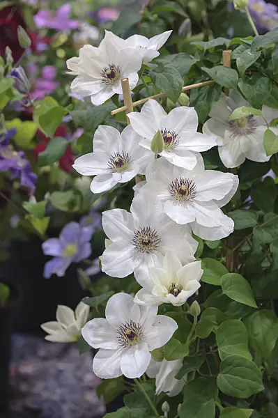535394 - Clematis (Clematis Boulevard Ninon)