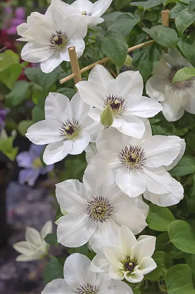 535395 - Clematis (Clematis Boulevard Ninon)