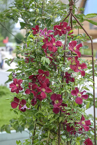 607027 - Clematis (Clematis Burning Love 'Vitiwester')