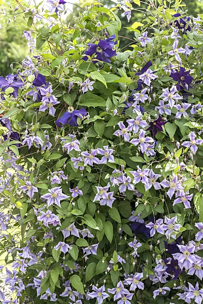 638048 - Clematis (Clematis Chathsworth)