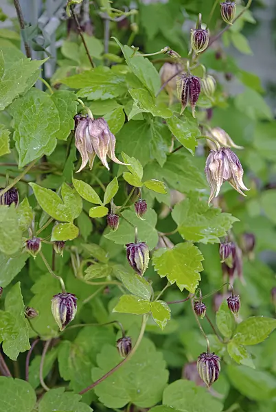 490044 - Clematis (Clematis chiisanensis)