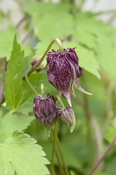 558082 - Clematis (Clematis chiisanensis)