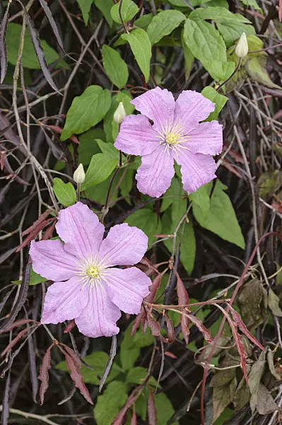 486072 - Clematis (Clematis Comtesse de Bouchaud)