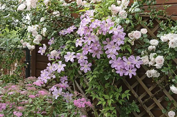 486036 - Clematis (Clematis Comtesse de Bouchaud) and climbing rose (Rosa Schneewittchen)