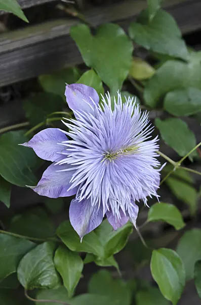 521289 - Clematis (Clematis Crystal Fountain)