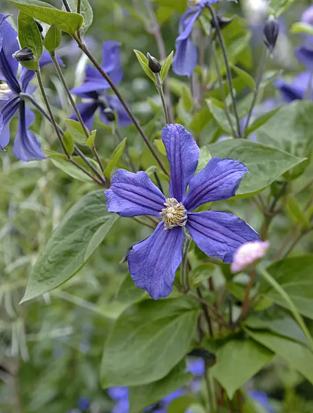 454012 - Clematis (Clematis diversifolia 'Durandii')
