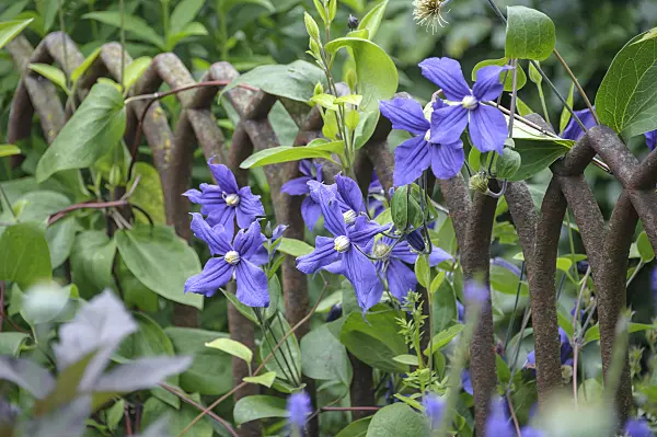 547115 - Clematis (Clematis Durandii)