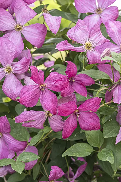 638049 - Clematis (Clematis Eetika)