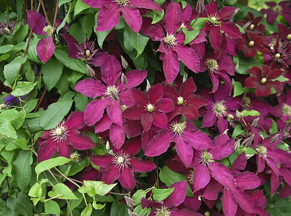471375 - Clematis (Clematis Ernest Markham)