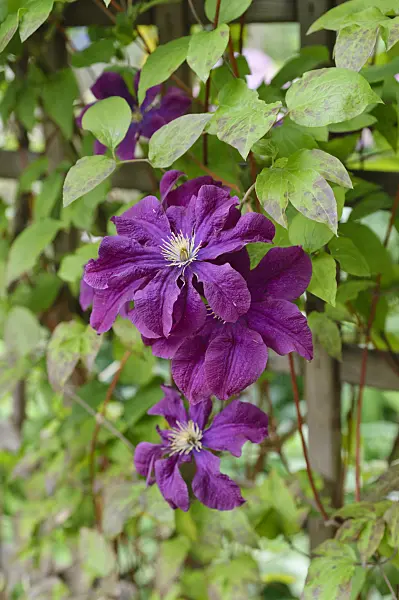 473270 - Clematis (Clematis Etoile Violette)