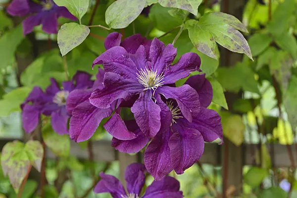 473271 - Clematis (Clematis Etoile Violette)