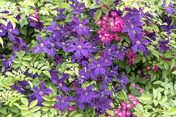 638050 - Clematis (Clematis Etoile Violette)