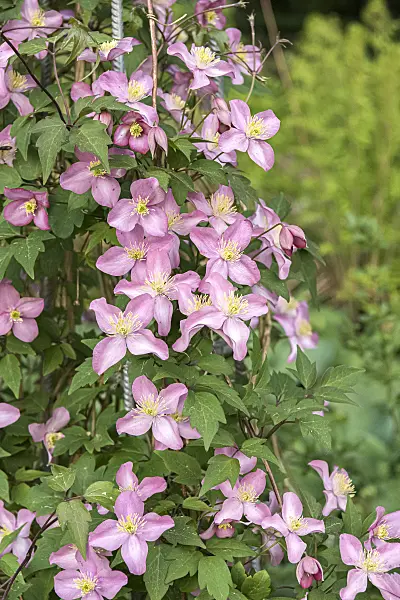 638051 - Clematis (Clematis Freda)