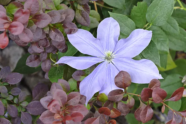 486008 - Clematis (Clematis Fujimusume)