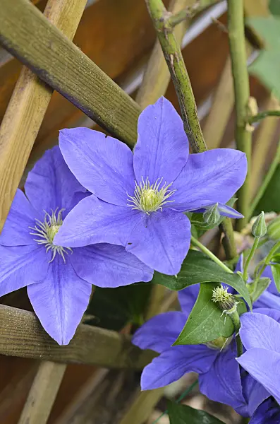 497178 - Clematis (Clematis Fujimusume)